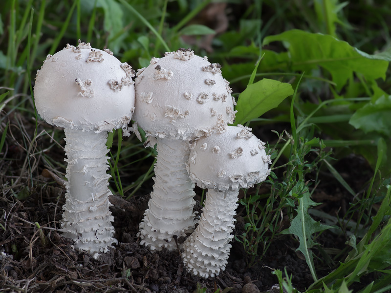 Amanita vittadinii